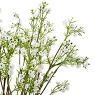 Lily of the Valley
