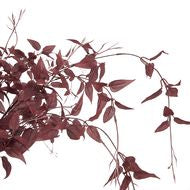 Ornamental Burgundy Leaf