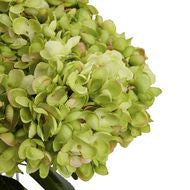 Green Hydrangea Bunch