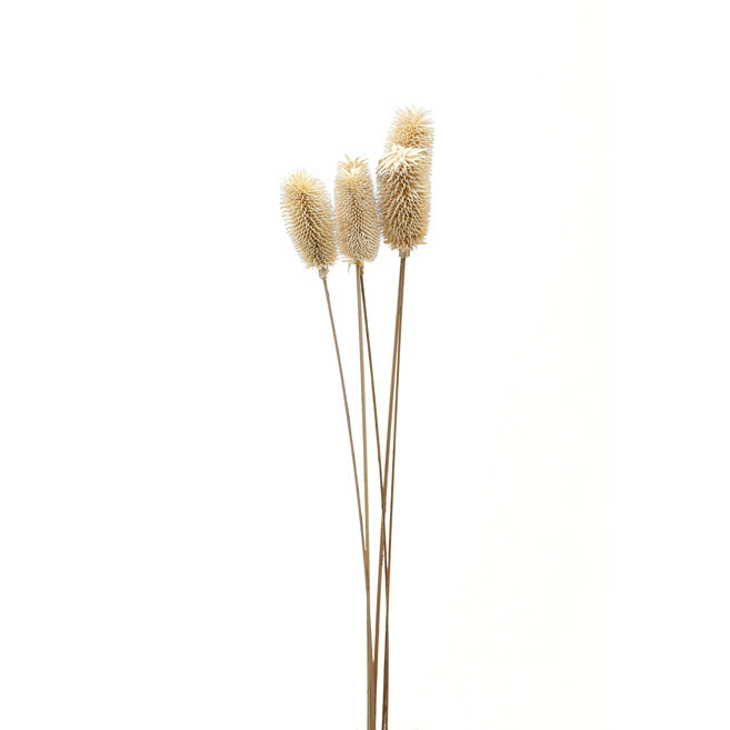 Bouquet of Dried Tall Thistle