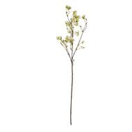 Elaeocarpus Stem