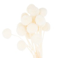 Dried White Billy Ball Bunch of 20