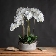 Large White Orchid in Antique Stone Pot