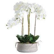 Large White Orchid in Antique Stone Pot