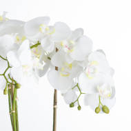 Large White Orchid in Antique Stone Pot