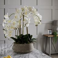 Large White Orchid in Antique Stone Pot