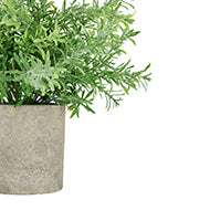 Rosemary Plant in Stone Effect Pot