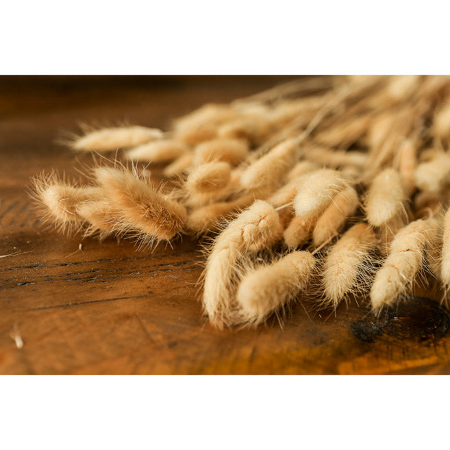 Bouquet of Tall Bunny Tails