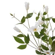 White Florida Clematis